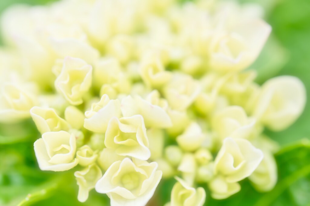 庭の紫陽花