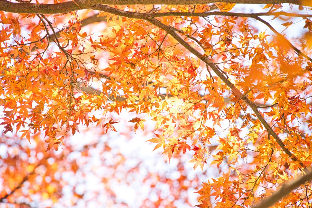紅葉　橙