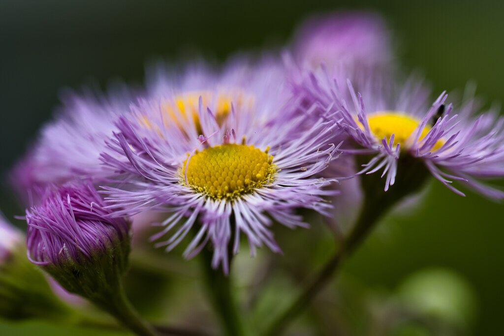 追想の愛　花言葉