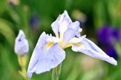 菖蒲