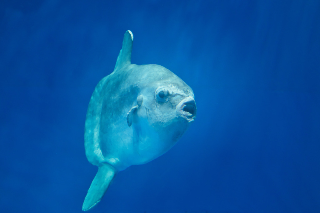 翻車魚