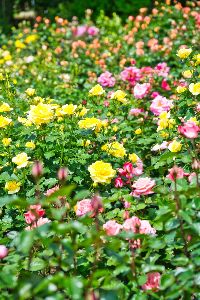 Colorful☆