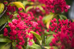 野心　花言葉