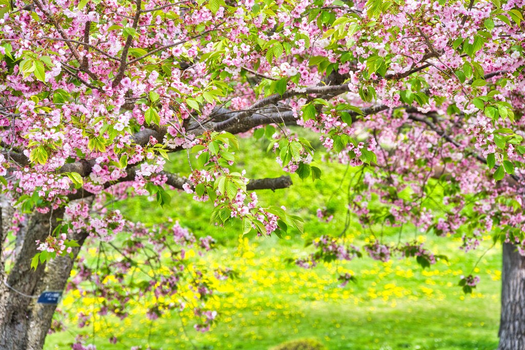 葉桜 五稜郭