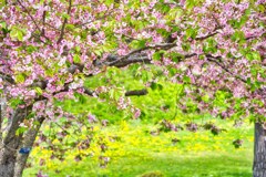 葉桜 五稜郭