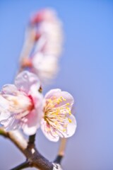 次は桜