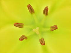 淡くひろがる☆