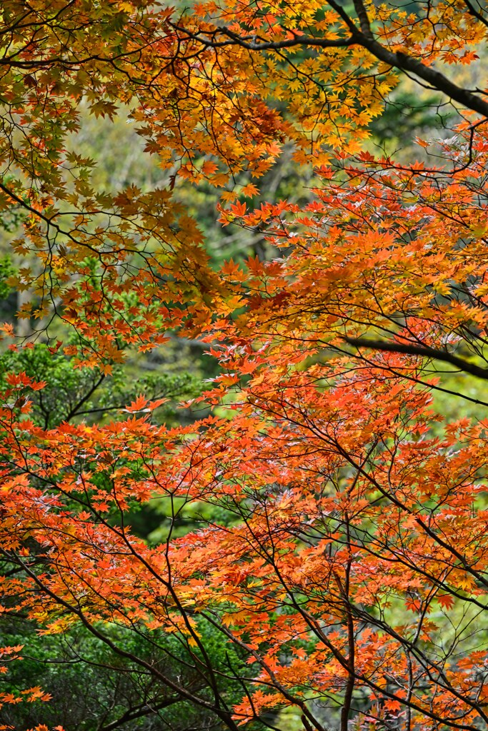 紅葉　橙☆