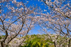 桜のARCH☆
