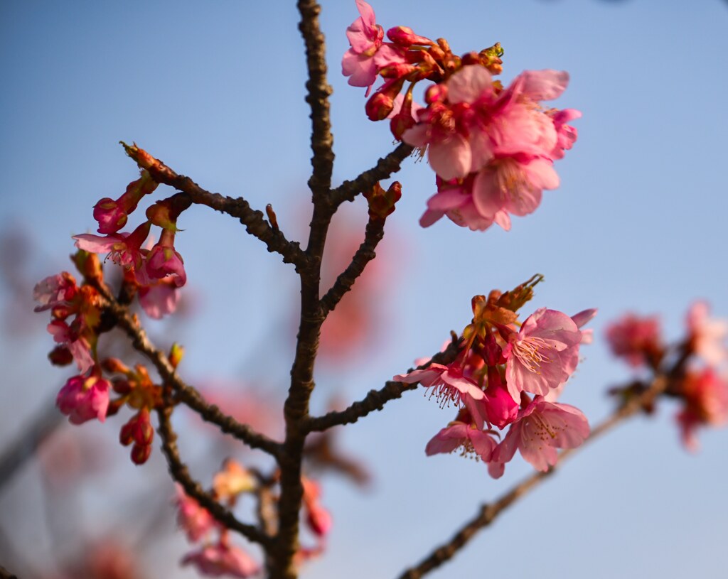 河津桜