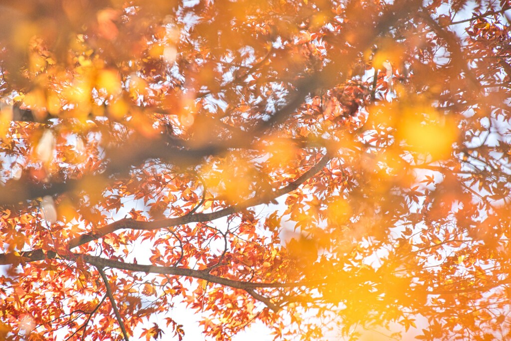 紅葉(こうよう）☆
