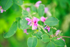 Pale pink flowers