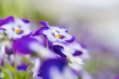 物思い　花言葉