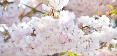 『桜の森の満開の下』題名シリーズ