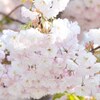 『桜の森の満開の下』題名シリーズ☆
