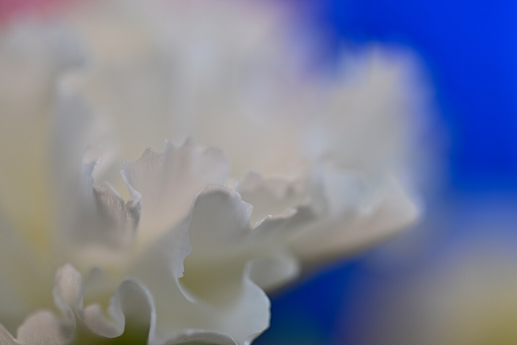 花弁
