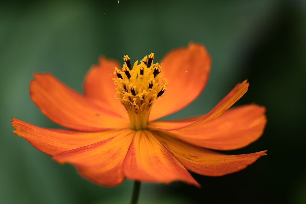 降る花粉