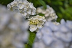 雨降る前