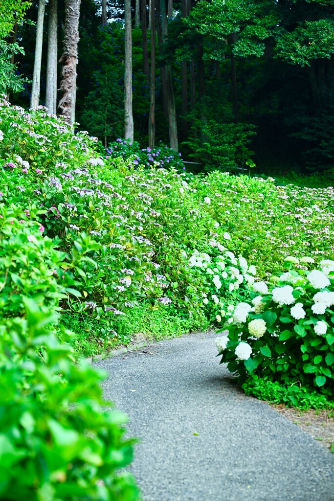 紫陽花の小路