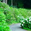紫陽花の小路