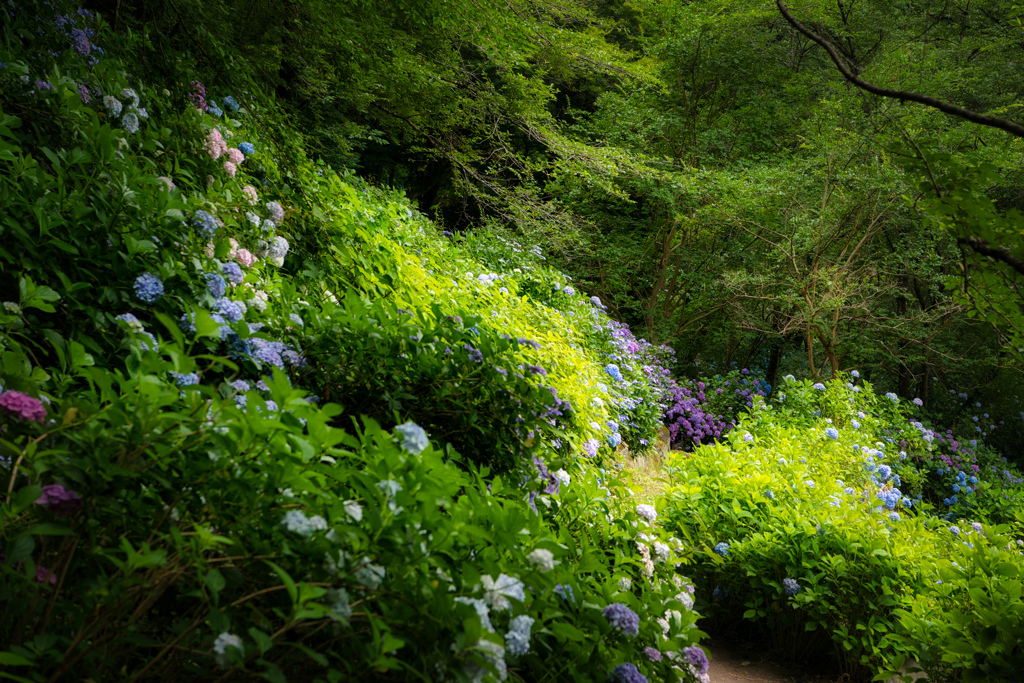 紫陽花の小路