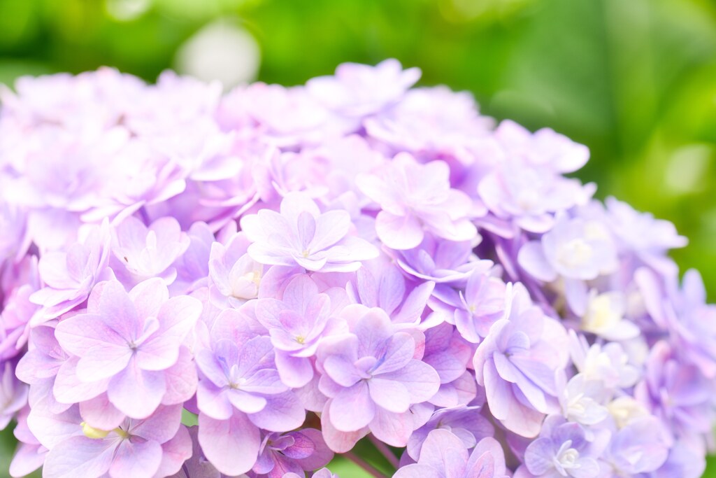 輝く紫陽花