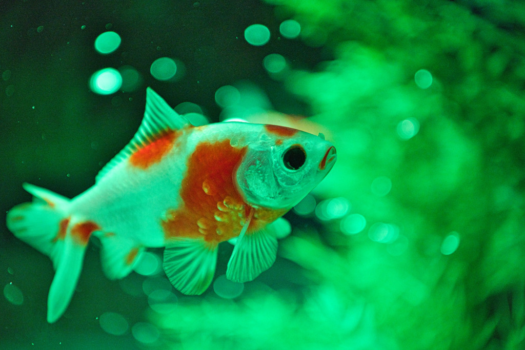 金魚 ☆