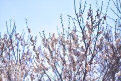 梅は咲いたか桜は…