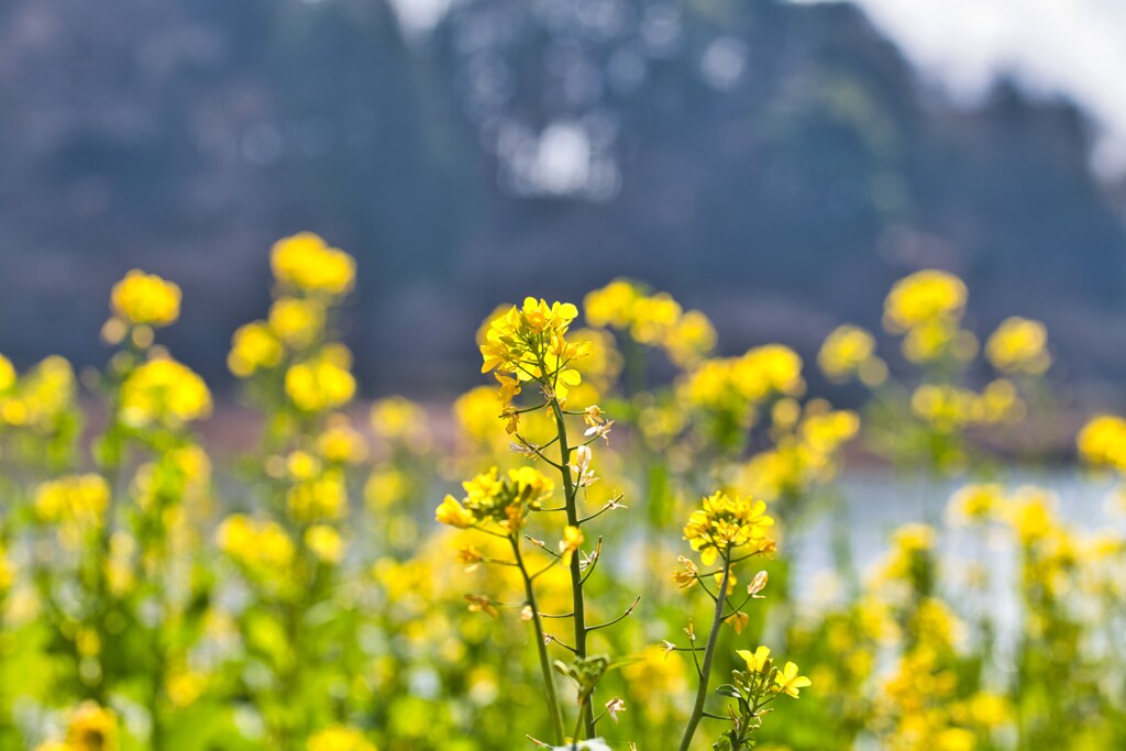 湖畔の菜の花