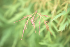 芽吹き（祖父母の庭03）