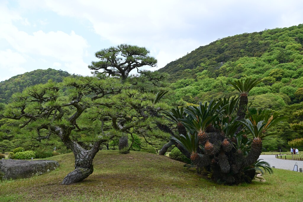 栗林公園　松