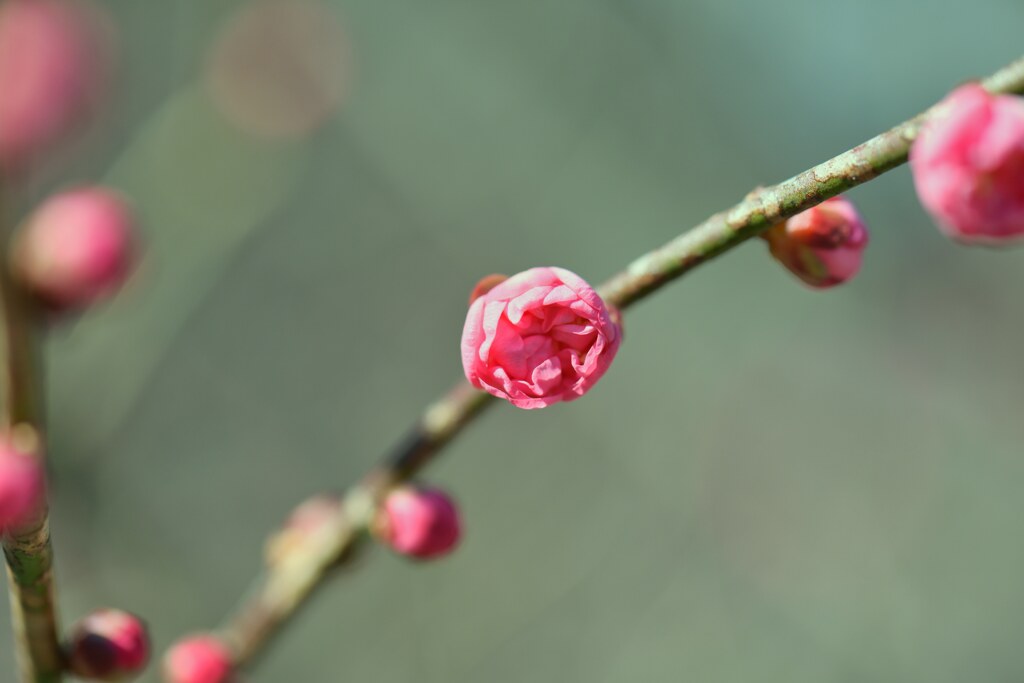 咲くのは紅梅が先？