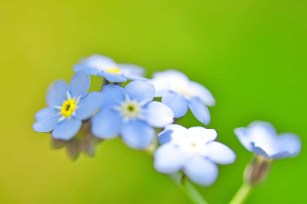 小さな花