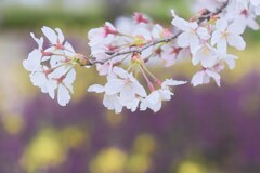 満開の頃