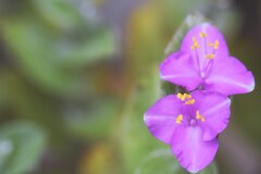 3枚の花びらで♡