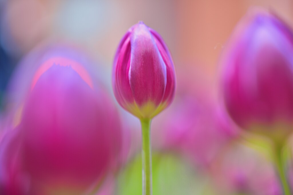 「不滅の愛」花言葉