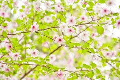 桜日和☆
