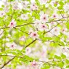 桜日和☆