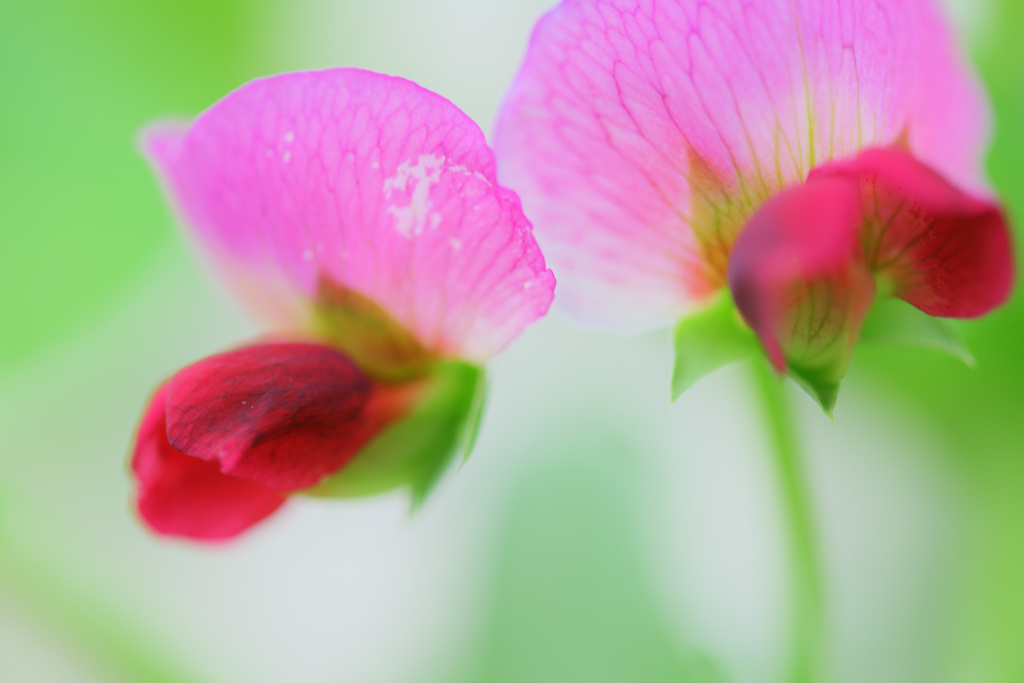 絹さやの花