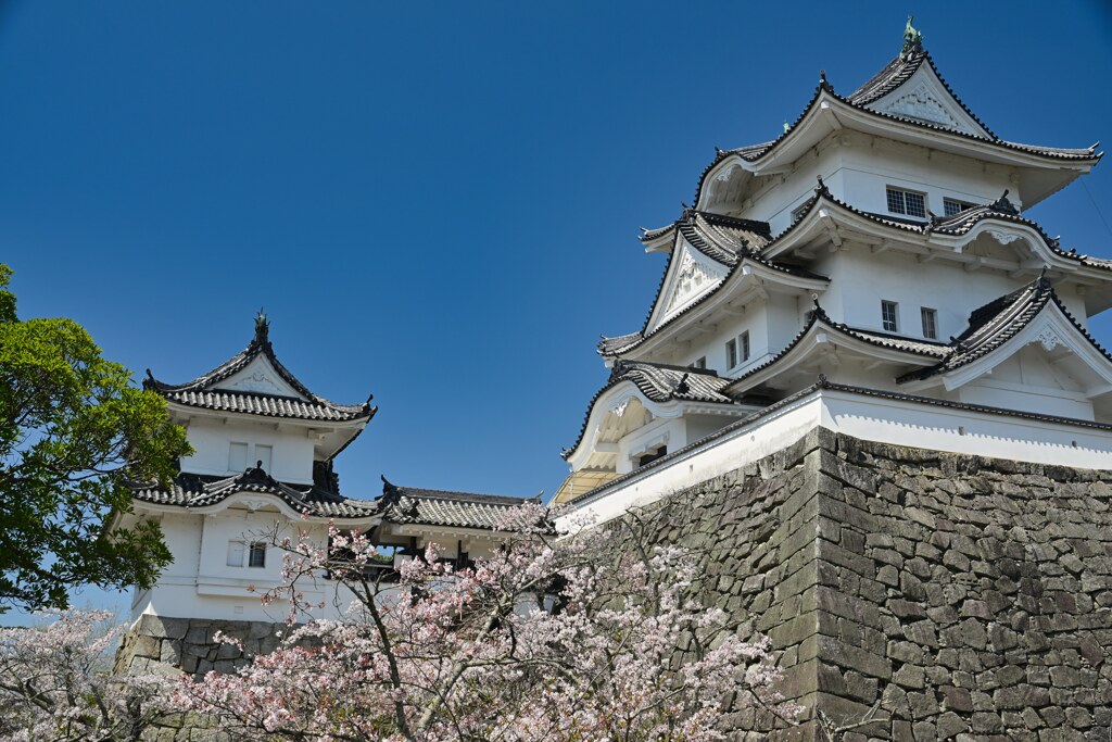 残桜 伊賀上野城