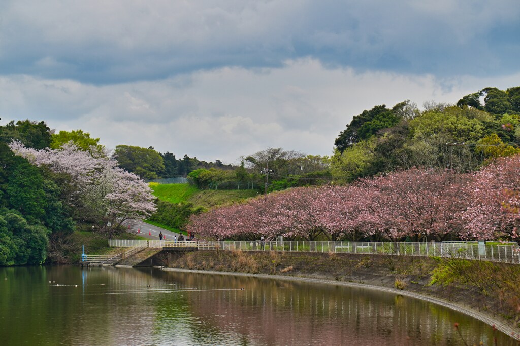 湖畔の八重桜