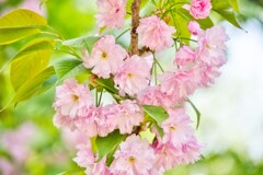 桜