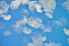 jellyfish