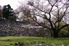 太鼓櫓と桜　高取城跡
