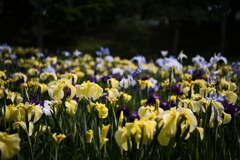 菖蒲
