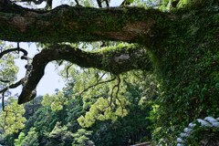 御神木　熊野那智大社