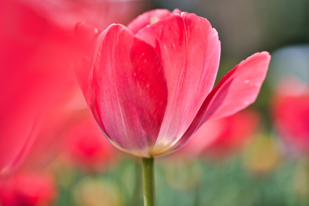 tulip