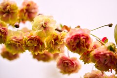黄色い桜 