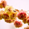 黄色い桜 