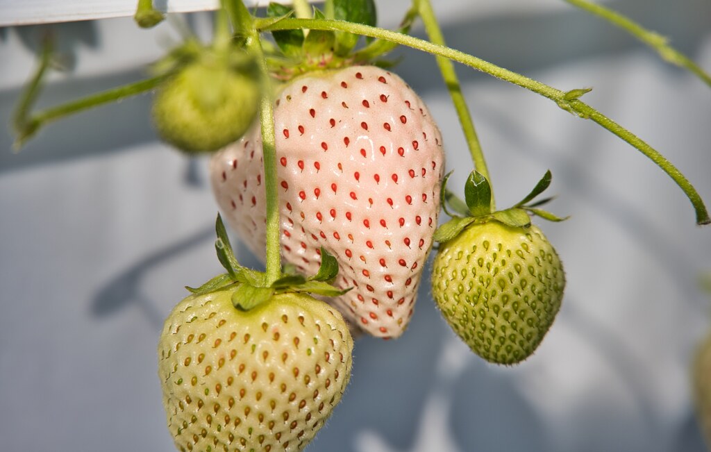 milkyBerry